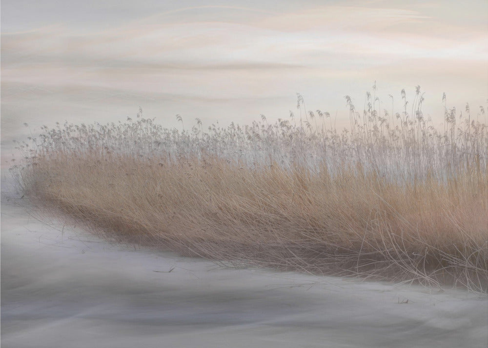 Artwork- Winter Reed-20X16inches-In Black Floating Frame