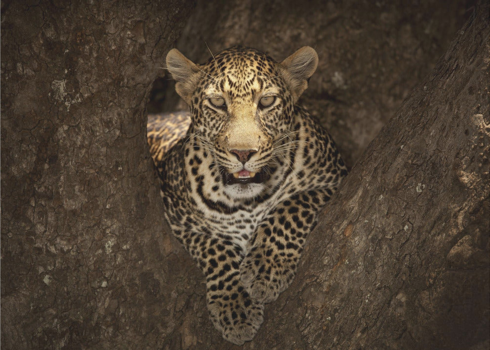 Artwork Leopard Resting on a Tree at Masai Mara48X36inches- Unframed