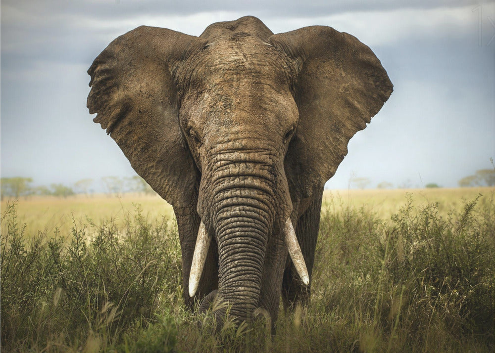 Artwork Encounters in Serengeti. Elephant48X36inches- Unframed