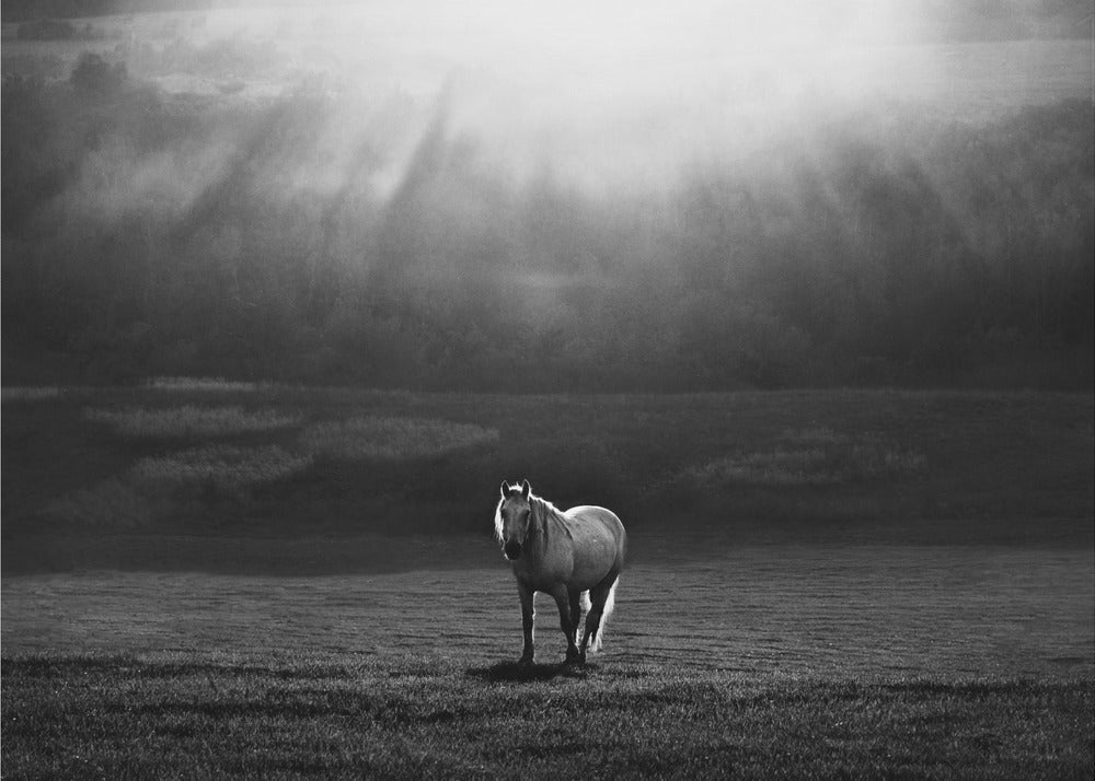 Artwork morning appearance. Hourses48X36inches- Unframed