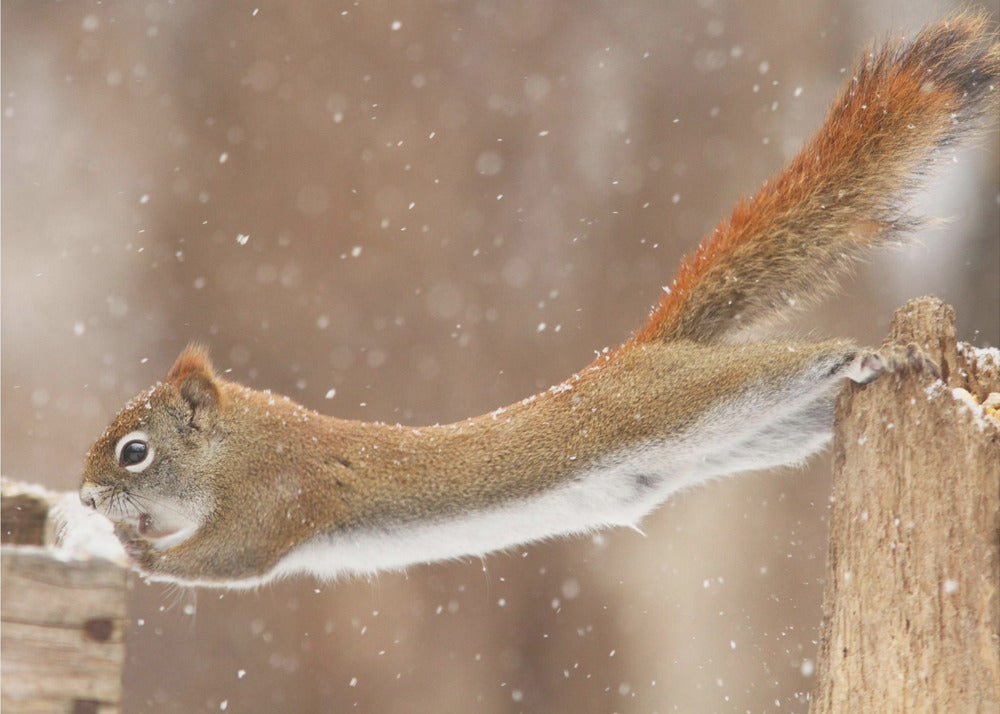 Wall art The Acrobat-48X36inches-Gallery Wrapped (Ready to Hang)