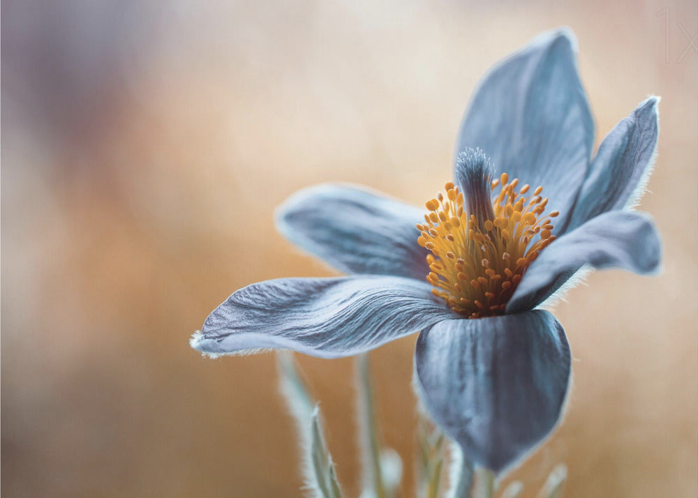 Artwork Pasque. Floral48X36inches- Unframed