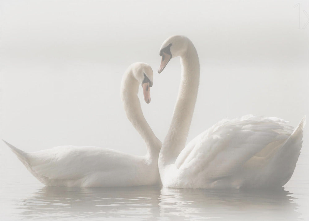 Artwork Forever. Swam48X36inches- Unframed