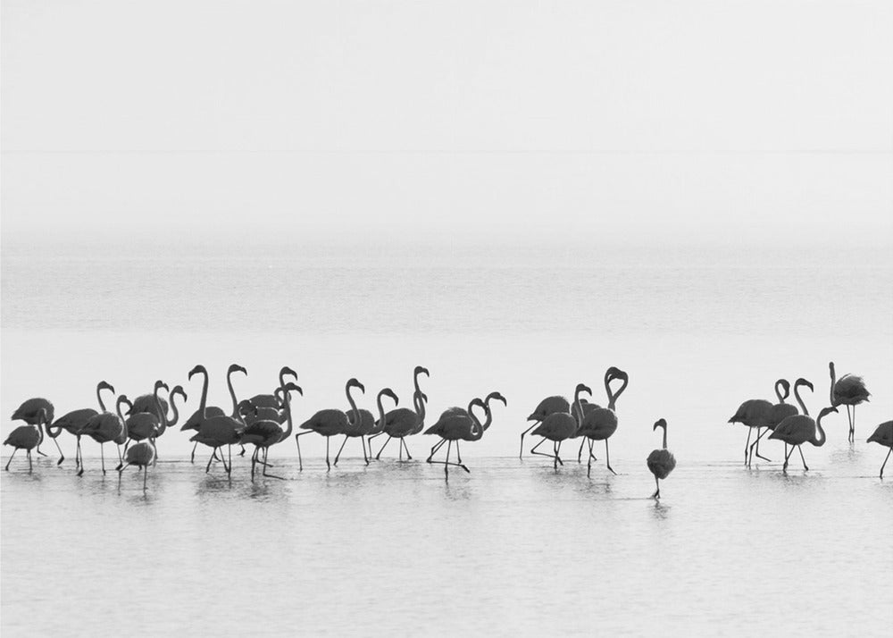 Artwork Flamingos48X36inches- Unframed