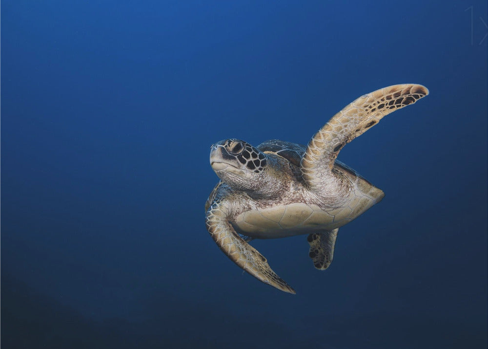 Wall art Green Turtle-48X36inches-Gallery Wrapped (Ready to Hang)