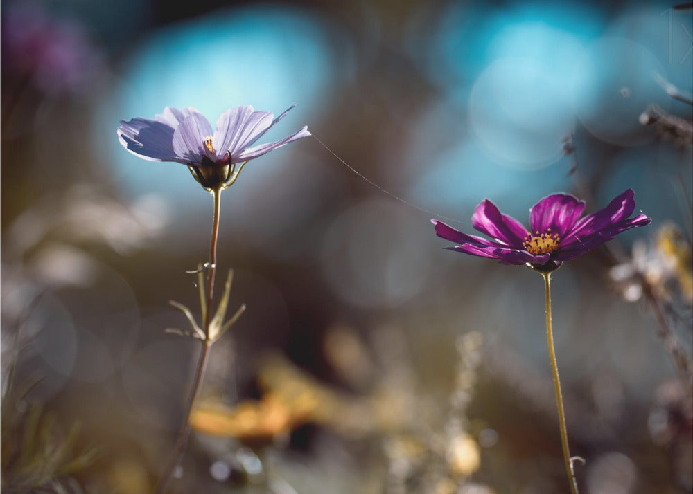 Artwork Le lien48X36inches- Unframed