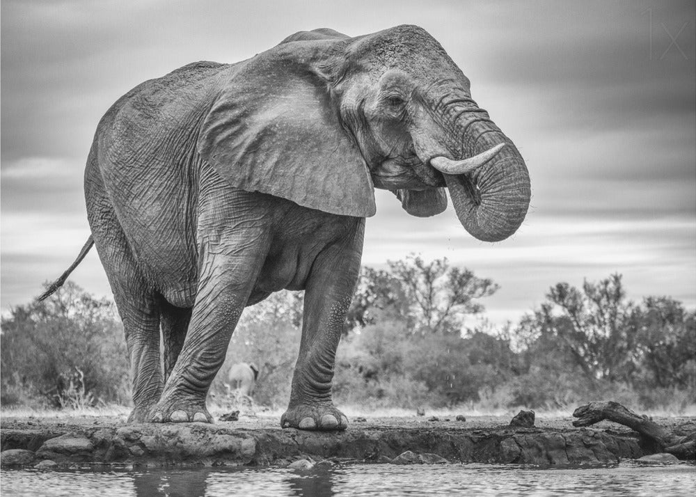 Artwork Standing Proud. Elephant48X36inches- Unframed