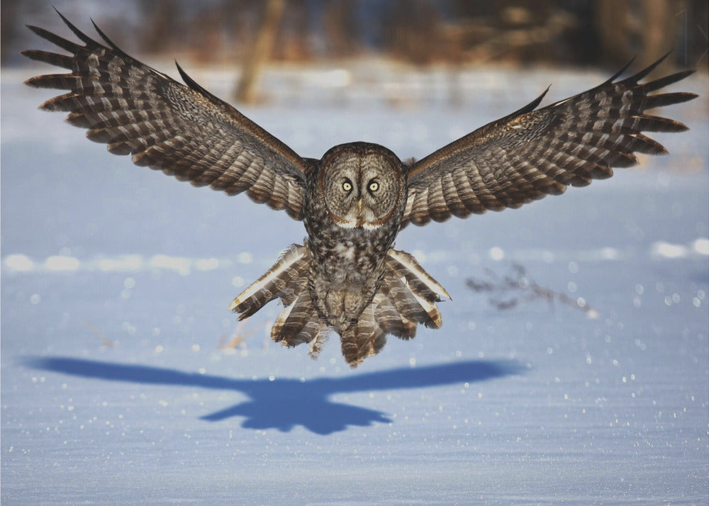 Wall art In your face - Great Grey Owl-48X36inches-Gallery Wrapped (Ready to Hang)