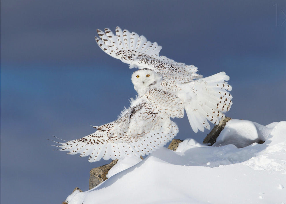 Wall art Snowy Owl in Flight-48X36inches-Gallery Wrapped (Ready to Hang)