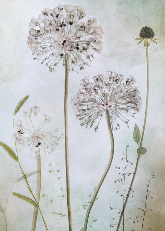 Allium Wall Artwork In Black Floating Frame