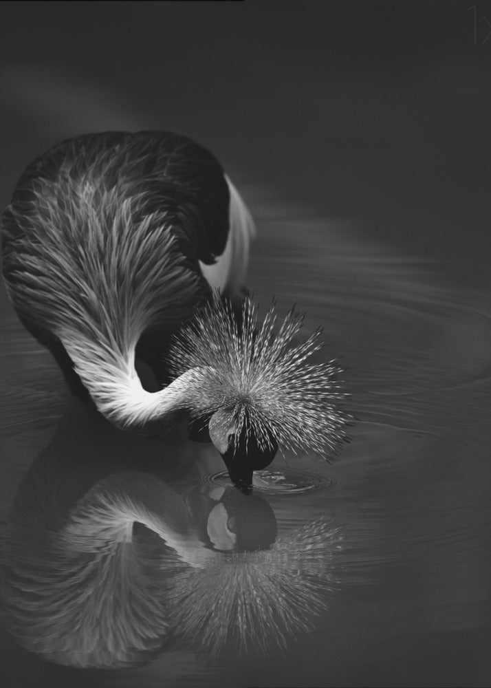 Artwork--inches-
