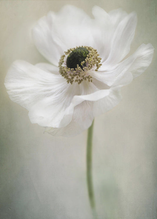 Single White Wall Artwork In Black Floating Frame