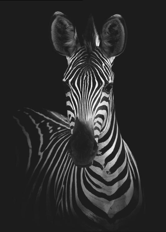 The Zebra Wall Artwork In Black Floating Frame