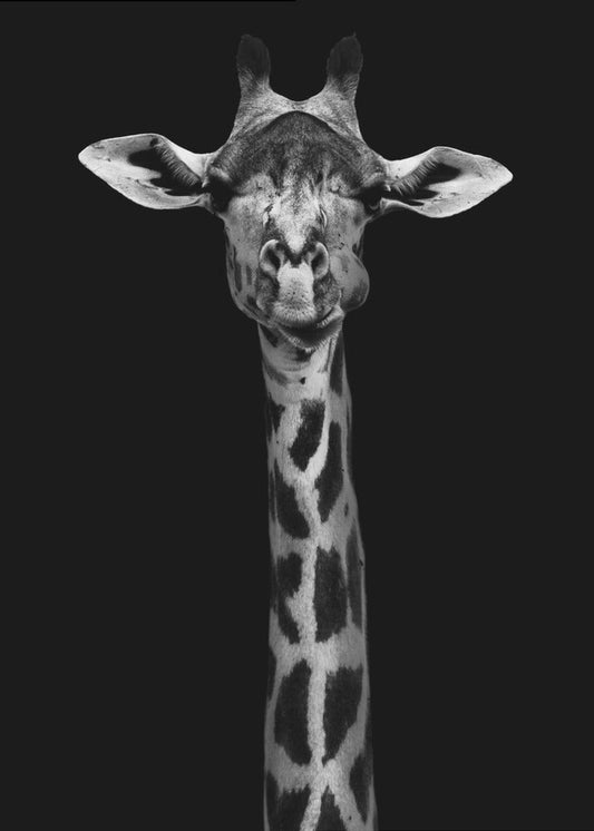 Giraffe Portrait Wall Artwork In Black Floating Frame