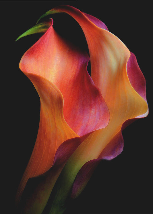 Tenderness Wall Artwork In Black Floating Frame