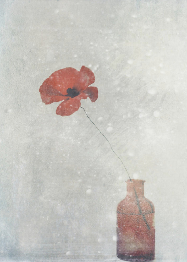 Winter Poppy Wall Artwork In Black Floating Frame