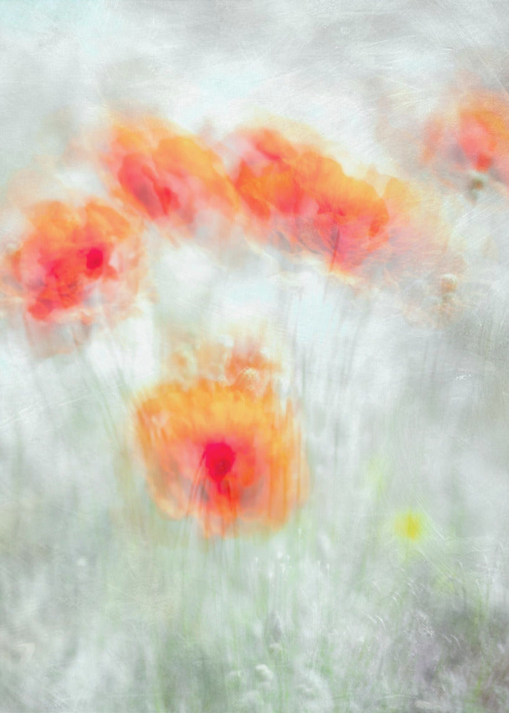 Red Corn Flowers Wall Artwork In Black Floating Frame