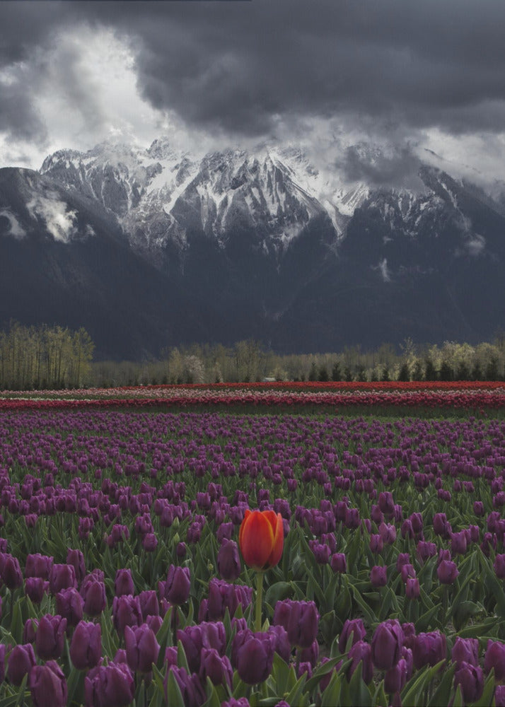 Wall art Tulip in Vancouver, Canada-24X36inches-In Black Floating Frame