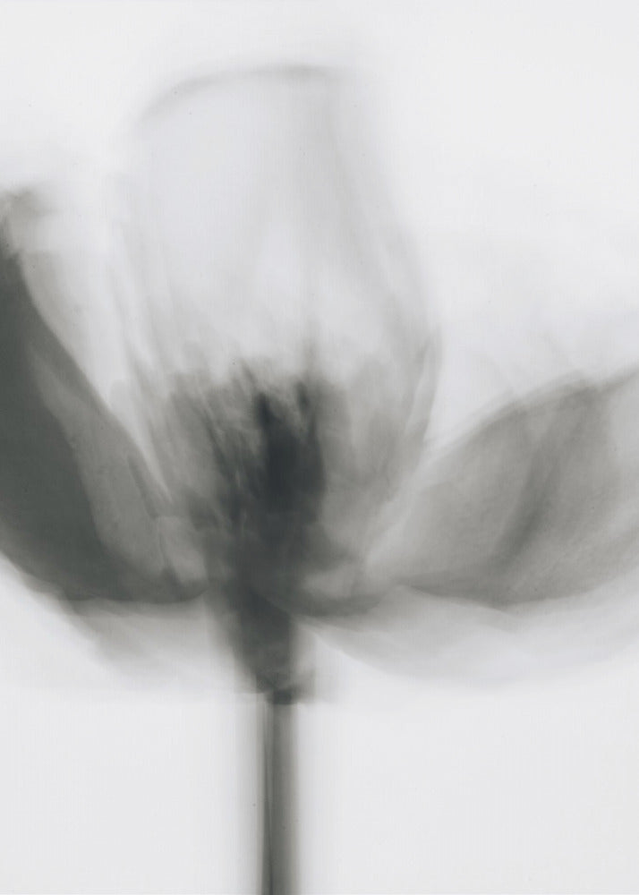 Artwork- Mono Tulip-16X20inches-In Black Floating Frame