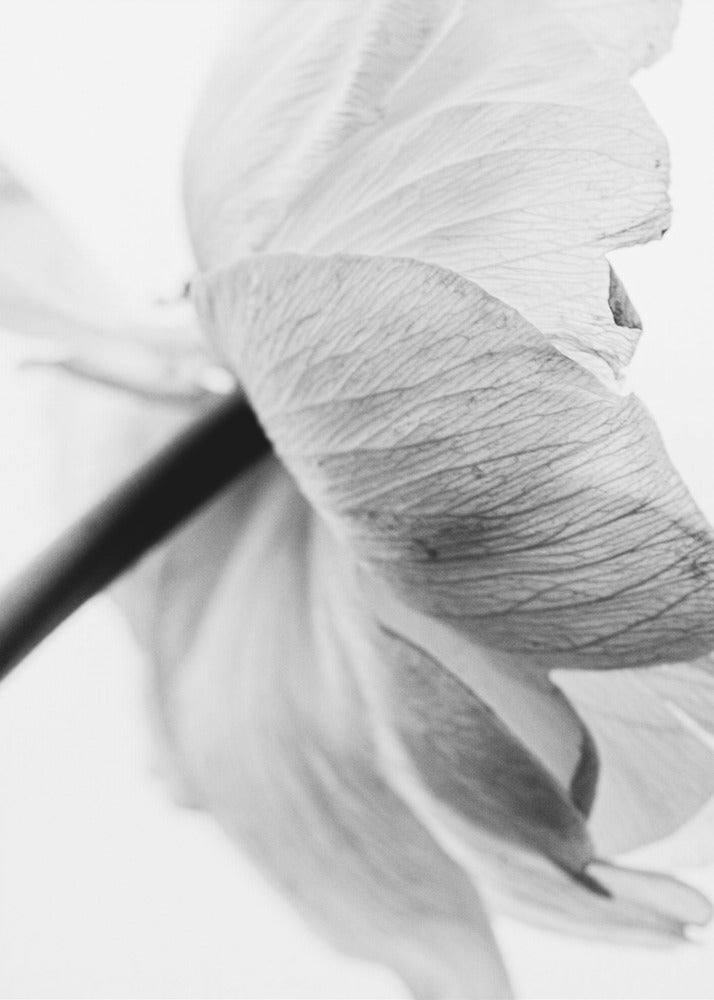 Blooming Flower Wall Artwork Gallery Wrapped (Ready to Hang)