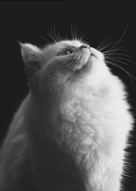 Wall art White in Black