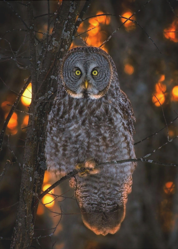Wall art Solemn Sunset-24X36inches-In Black Floating Frame