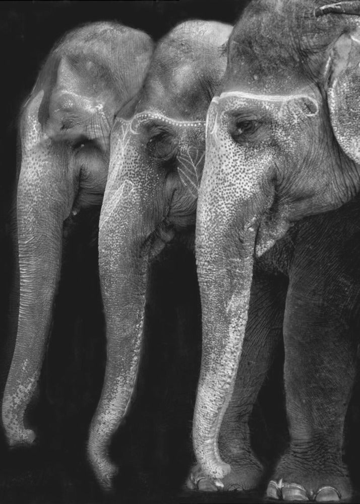 Artwork Nature\'s great masterpiece, an elephant; the only harmless great thing ...24X36inches- Black Frame