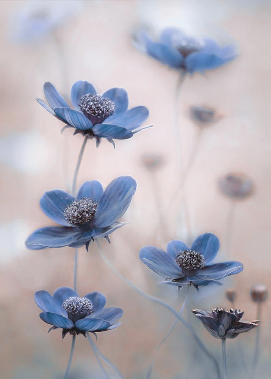 Cosmos blue Wall Artwork In Black Floating Frame