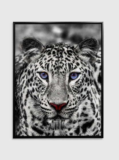 Canvas print-Blue Eyed White Tiger- Wildlife art