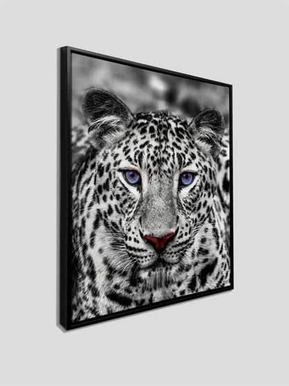 Canvas print-Blue Eyed White Tiger- Wildlife art
