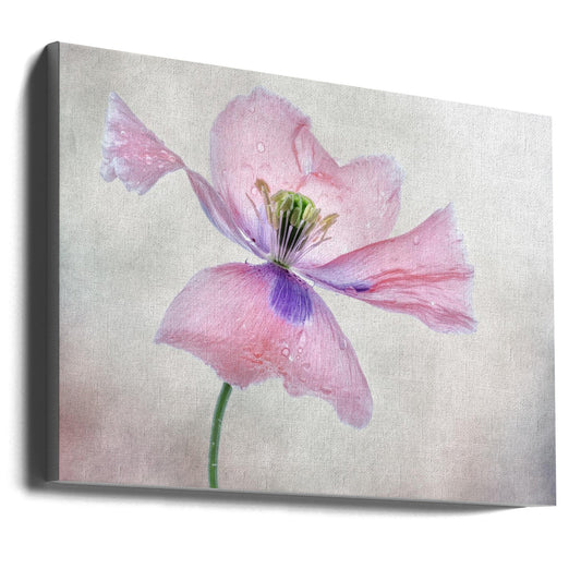 Pastel poppy Wall Artwork Gallery Wrapped (Ready to Hang)