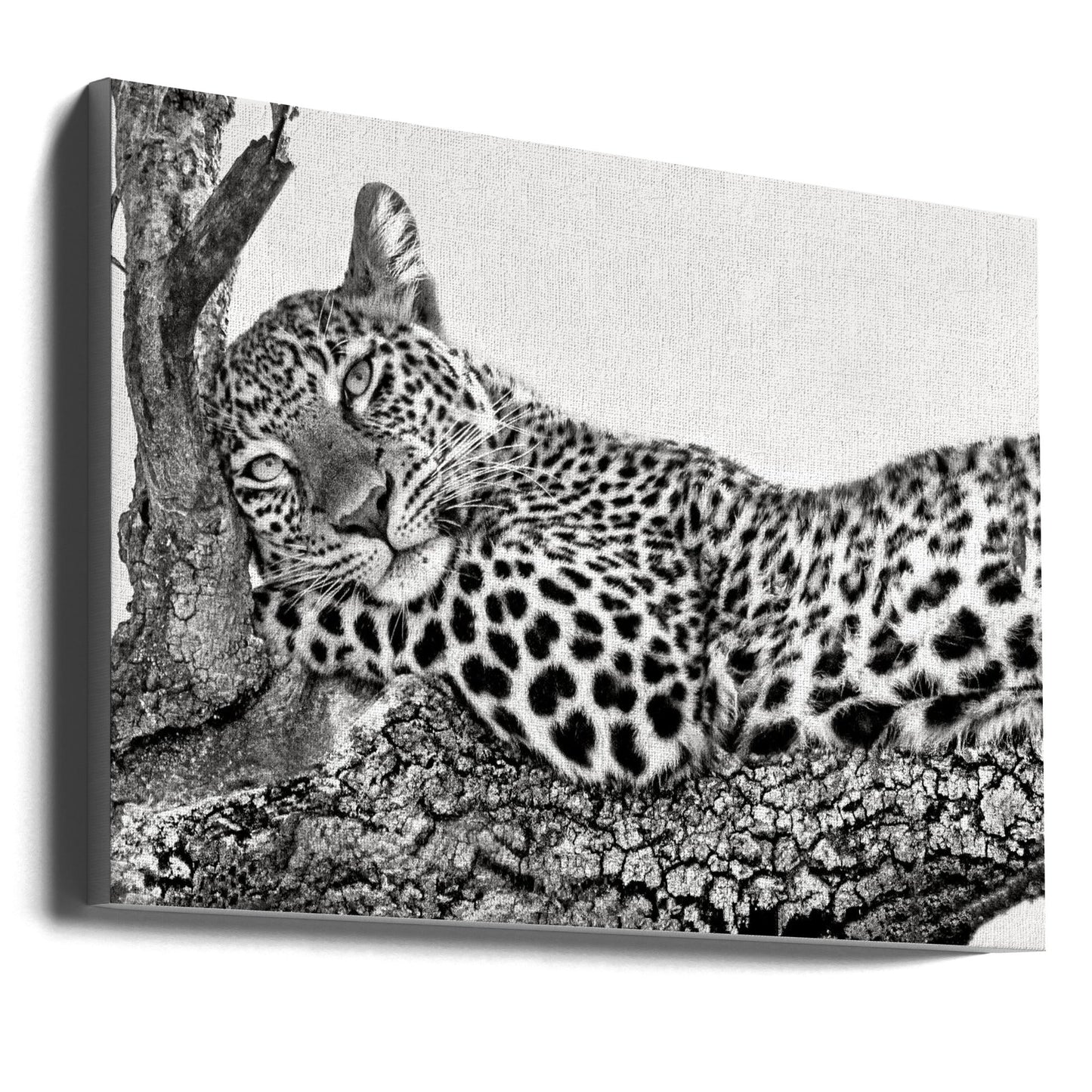  Time to rest Leopard Wall Artwork Gallery Wrapped (Ready to Hang)