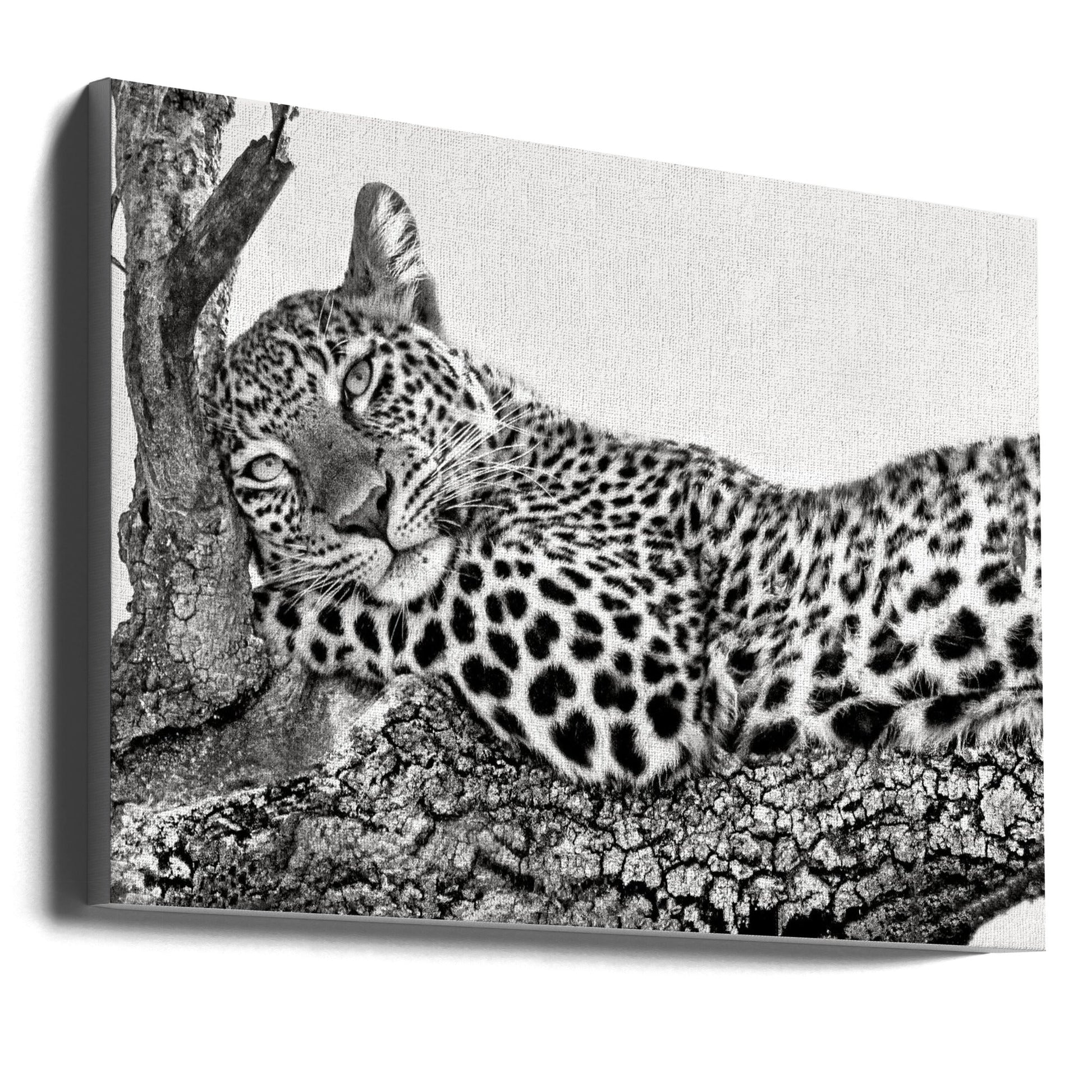  Time to rest Leopard Wall Artwork Gallery Wrapped (Ready to Hang)