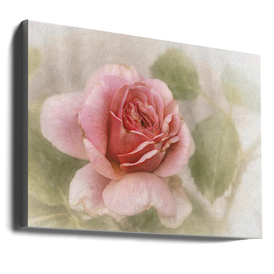 smooth rose Wall Artwork Gallery Wrapped (Ready to Hang)