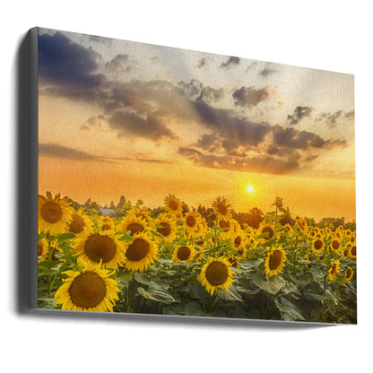  Sunflower field at sunset | Panoramic View Wall Artwork Gallery Wrapped (Ready to Hang)
