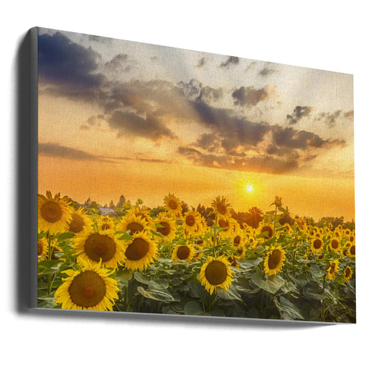  Sunflower field at sunset | Panoramic View Wall Artwork Gallery Wrapped (Ready to Hang)