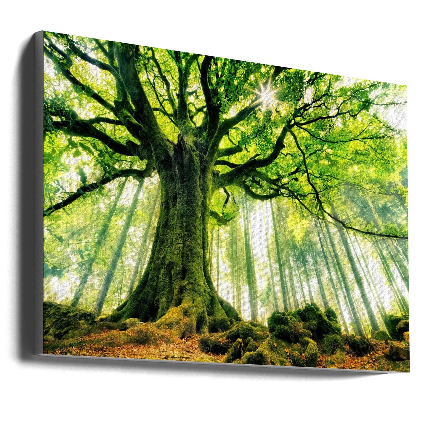  Ponthus' Beech Wall Artwork Gallery Wrapped (Ready to Hang)