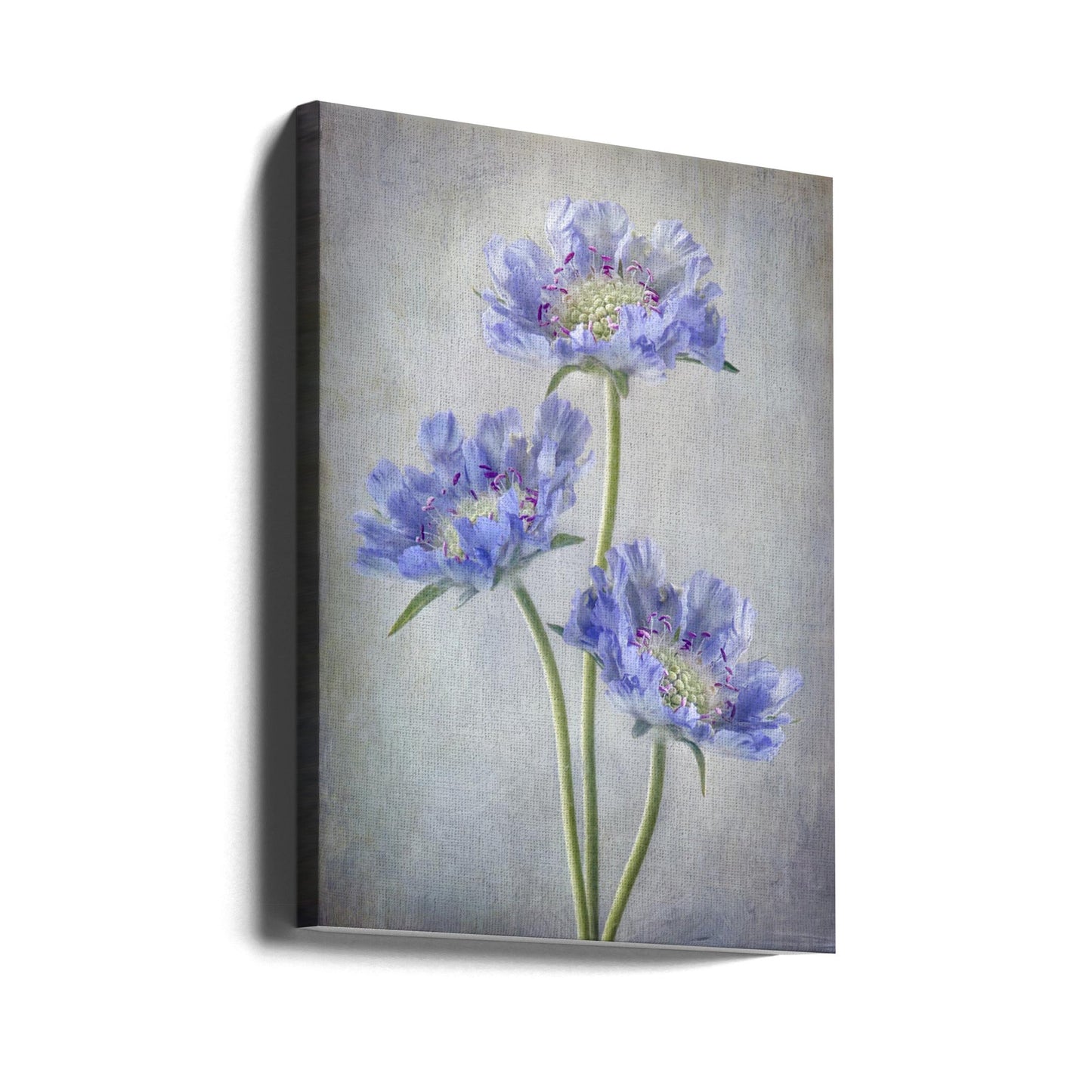  Scabiosa Wall Artwork Gallery Wrapped (Ready to Hang)
