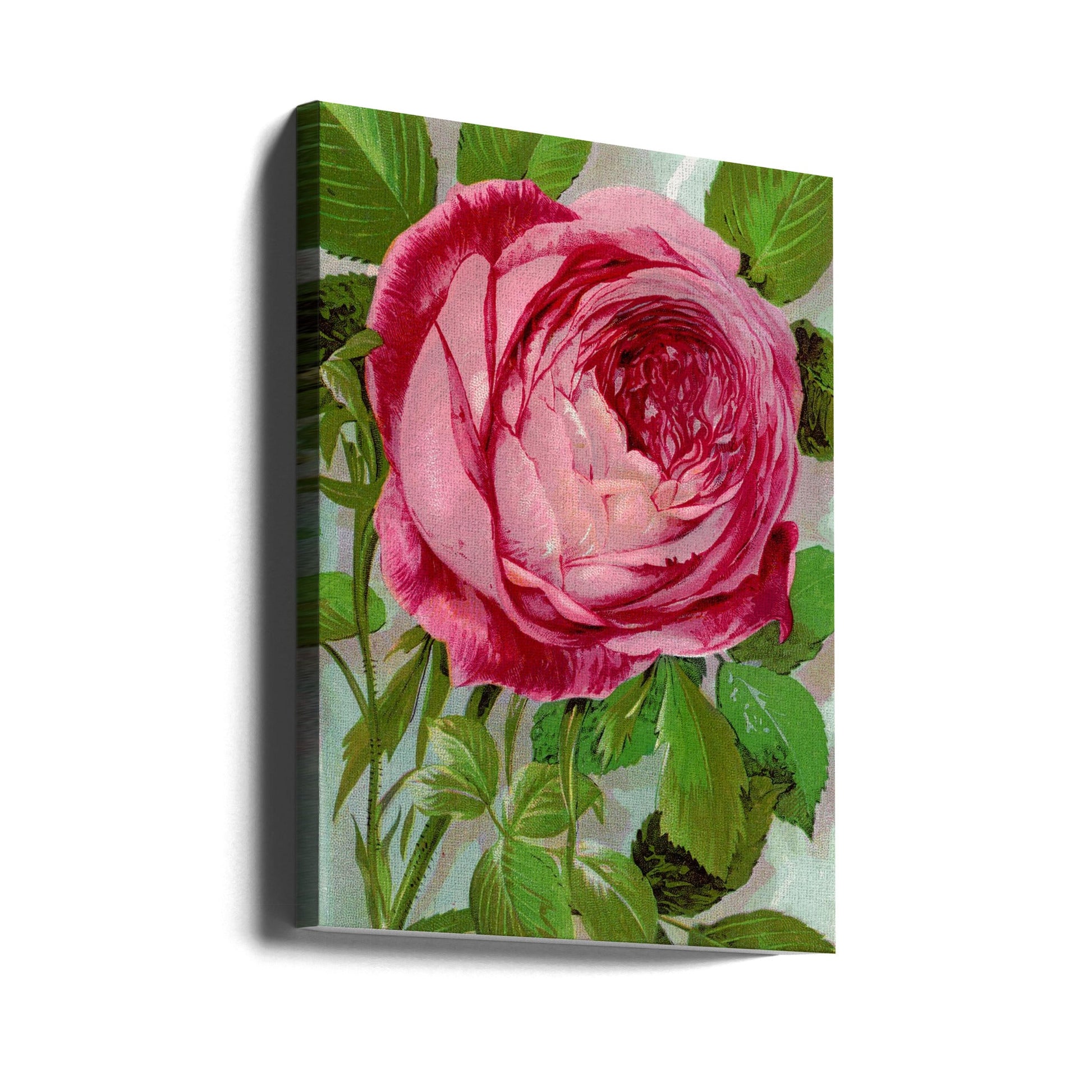  Pink Rose, Mrs John Laing Lithograph Wall Artwork Gallery Wrapped (Ready to Hang)