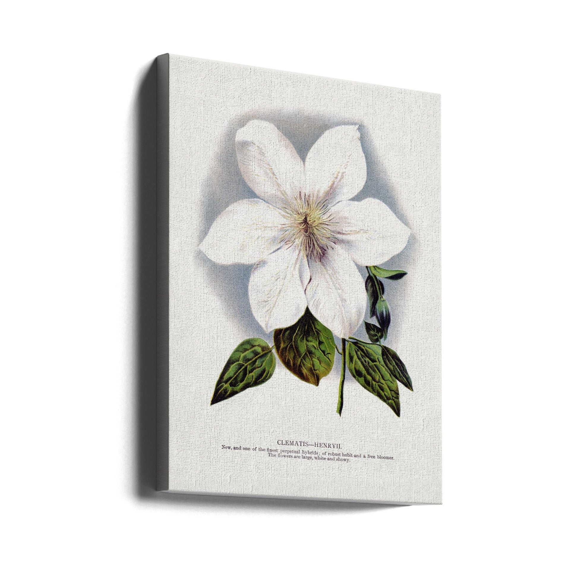  Clematis Flower Lithograph Wall Artwork In Black Floating Frame