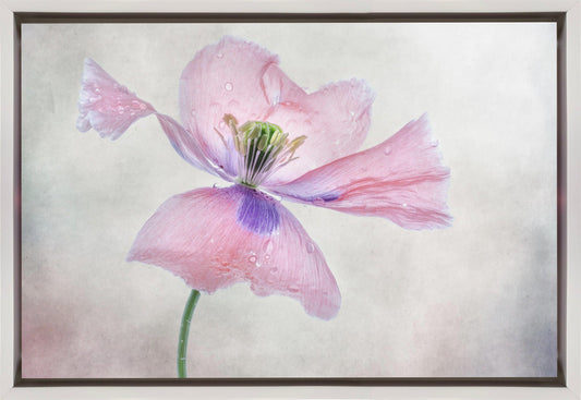 Pastel poppy Wall Artwork In Black Floating Frame