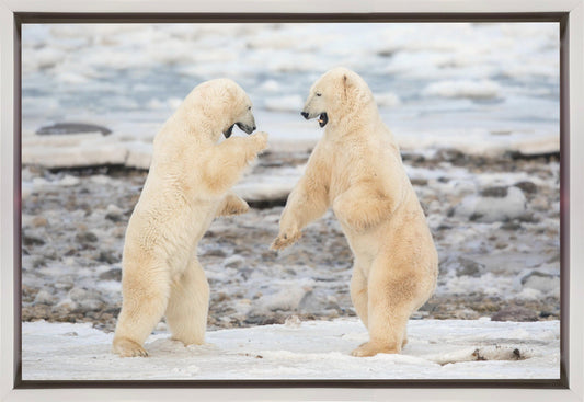 Wall art Fight !-36X24inches-In Black Floating Frame