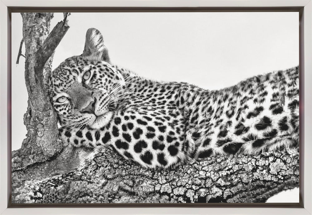  Time to rest Leopard Wall Artwork In Black Floating Frame