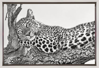  Time to rest Leopard Wall Artwork In Black Floating Frame