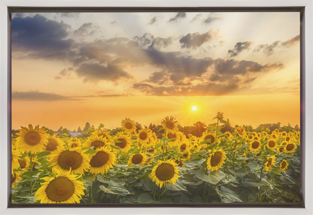  Sunflower field at sunset | Panoramic View Wall Artwork In Black Floating Frame