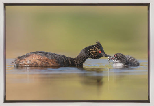 canvas prints Feeding36X24inches- Black Frame