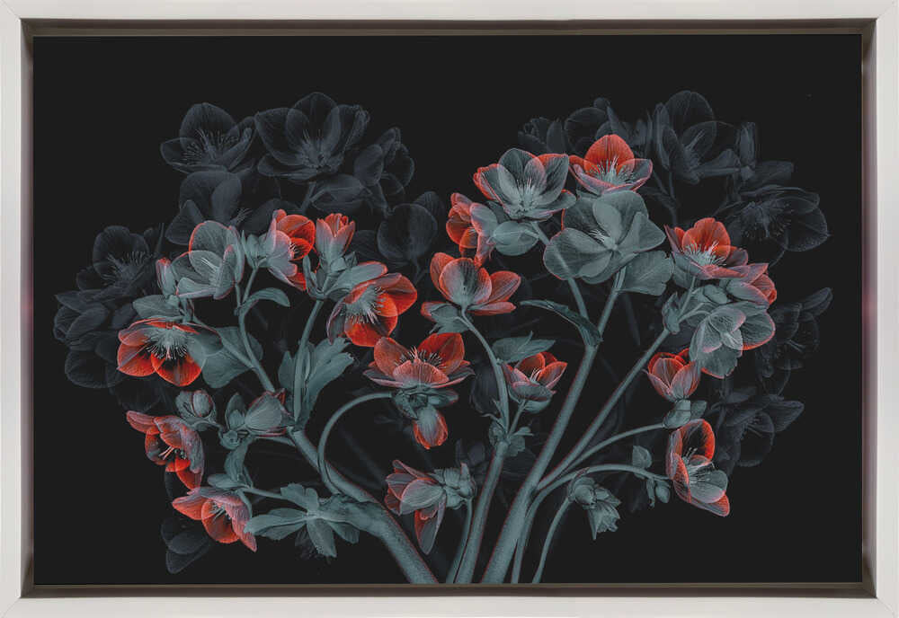 Wall art Beautiful Hellebores