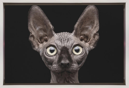 Artwork Sphynx Cat36X24inches- Black Frame