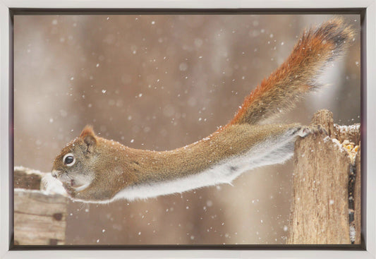 Wall art The Acrobat-36X24inches-In Black Floating Frame