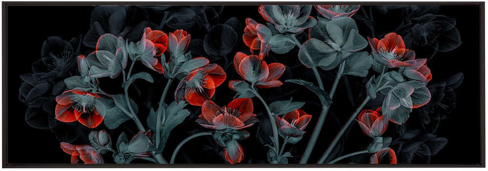 Wall art Beautiful Hellebores